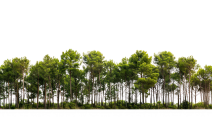 High definition Treeline isolated on transparent and white background.PNG image.