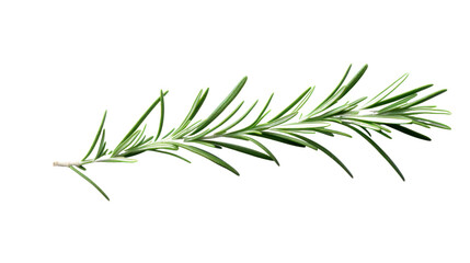 Fototapeta premium fresh rosemary leaves isolated on transparent and white background.PNG image.
