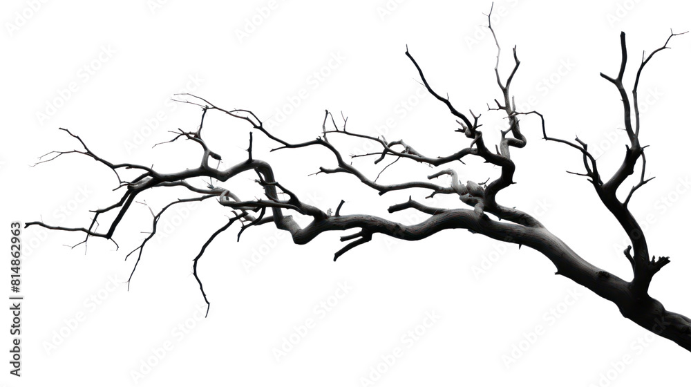 Wall mural dry branch from a towering dead tree,isolated on transparent and white background.png image.