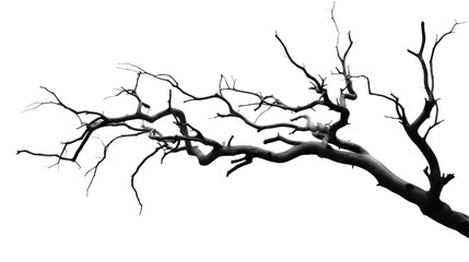 dry branch from a towering dead tree,isolated on transparent and white background.PNG image.
