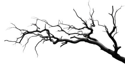 dry branch from a towering dead tree,isolated on transparent and white background.PNG image.