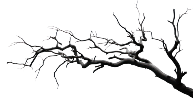 dry branch from a towering dead tree,isolated on transparent and white background.PNG image.