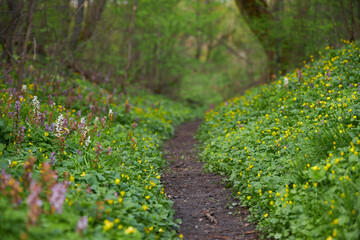 Nice forest path bordered by flowers in the forest