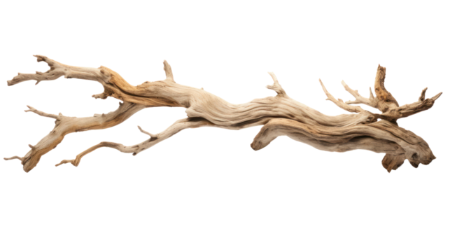 dry branch from a towering dead tree,isolated on transparent and white background.PNG image.
