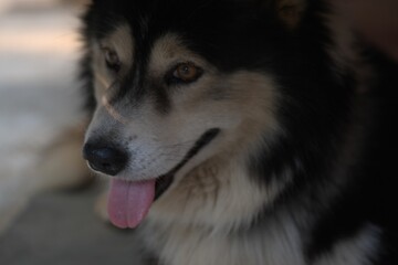 husky dog portrait