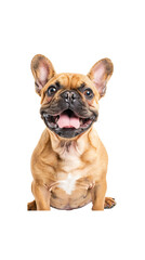Happy curious dog, French Bulldog