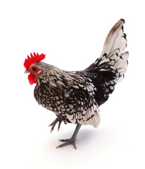chickens