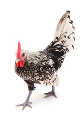 chickens