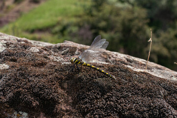 Yellow And Black Dragonfly Is Sitting  On The Black Stone 