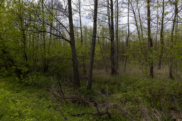 Fototapeta premium mixed forest in a swampy area in cloudy weather