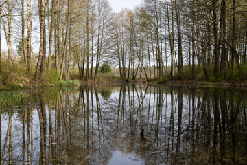 trees and other plants on the territory of a small swamp