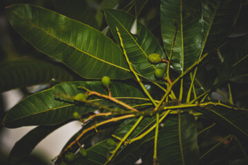 Photo Of Little Mango Buds And Leaves On The Tree