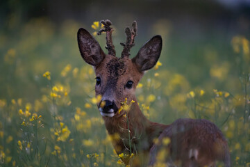 Portrait of a young male roe deer in tall grass during dawn