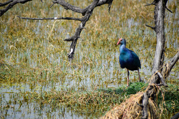 Migratory bird enjoying sunlight n a bird sanctuary 