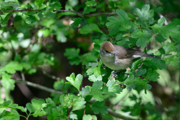 Female Blackcap, Sylvia atricapilla, perched in a tree.