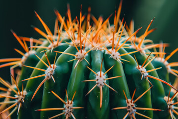A cactus with many spines and a green stem