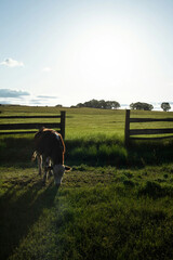 A calf in the pasture. Photo with partial background replacement using generative tools