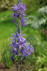 Macro image of a Large Camas flower spike, Derbyshire England
