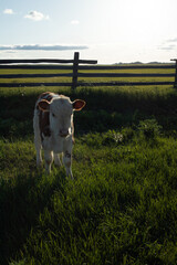 A calf in the pasture. Photo with partial background replacement using generative tools