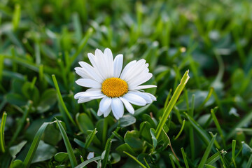 Obraz premium A delicate white daisy blossom set against lush green grass, radiating simplicity, purity, and natural beauty. Evokes feelings of tranquility, serenity, and the beauty of nature.