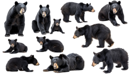 A set of 12 realistic black bear (Ursus americanus) isolated on transparent background in various poses and angles in isolated on transparent background