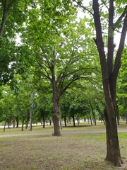 Hature garden