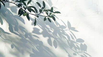 A tree branch casts a shadow on a white wall - Powered by Adobe