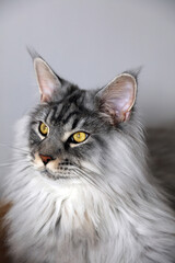 Portrait of a blue silver Maine Coon, Derbyshire England
