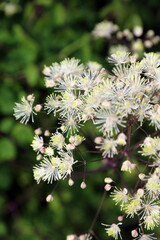 White French Meadow Rue blooms, Derbyshire England

