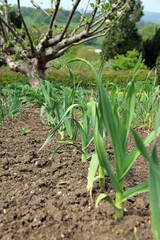 Row of Elephant Garlic plants in late Spring, Derbyshire England
