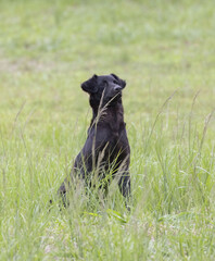 View of a Black Dog sitting down on a grass field