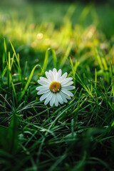 A delicate white daisy blossom set against lush green grass, radiating simplicity, purity, and natural beauty. Evokes feelings of tranquility, serenity, and the beauty of nature.
