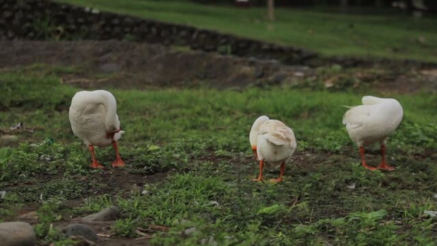 Goose taking a bath ; Swan swimming on water ; White swan taking a bath in the narure ; beautiful wildlife of indonesia