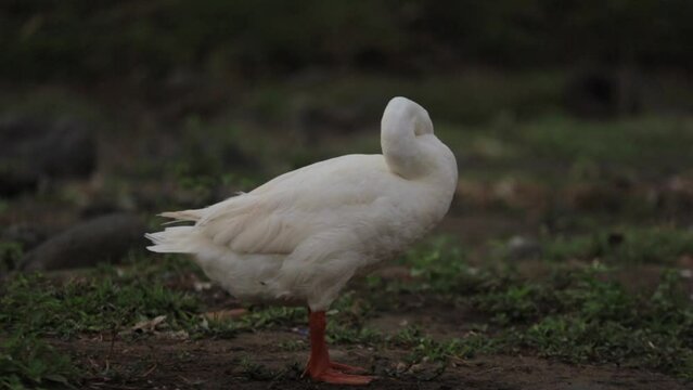 Goose taking a bath ; Swan swimming on water ; White swan taking a bath in the narure ; beautiful wildlife of indonesia