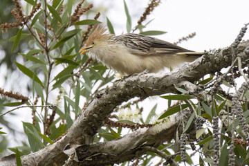 Guira Cuckoo (Guira guira)