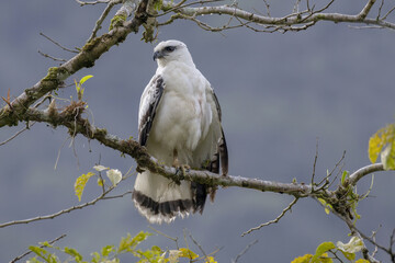 White Hawk (Pseudastur albicollis)