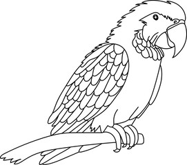 Obraz premium Parrot Bird Doodle