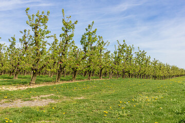 Pear orchard in the early spring, near the Liege area, famous for its syrup