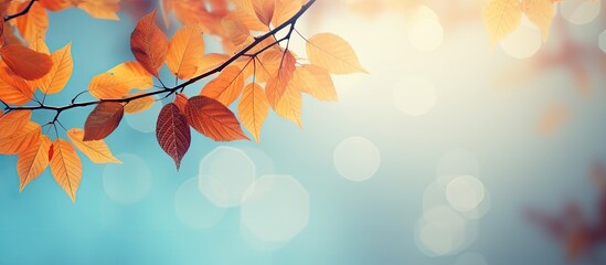 Autumn leaves on a blurred background in a copy space image