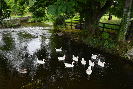 White geese swimming at Cahir Castle in Ireland