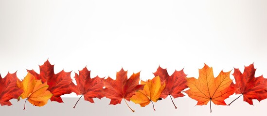 An image featuring a border of maple leaves with empty space in the center for copy