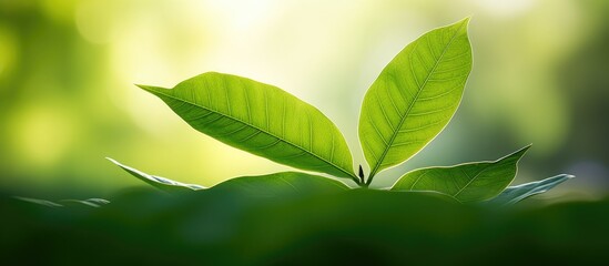 A gorgeous closeup of a fresh green leaf thriving in a garden set against a blurry backdrop of natural green There is ample blank space for eco friendly and natural energy copy space images