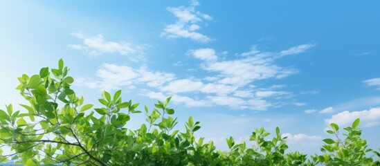 Fototapeta premium Ideal summer setting with vibrant green foliage set against a clear sunny blue sky creating a picturesque backdrop Copy space image