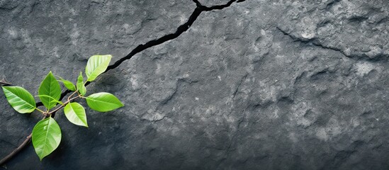 A copy space image with a green leafed twig against an asphalt background