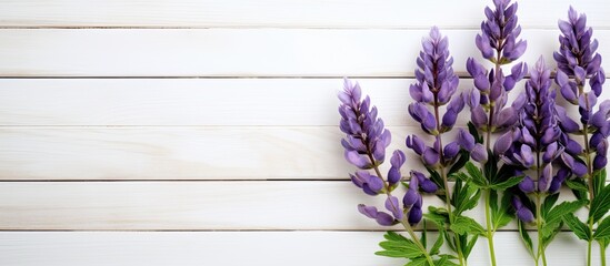 Image of a lupine flower against a white wooden backdrop with space for text or other elements. Copyspace image