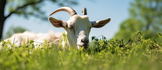 A goat peacefully resting on the grassy lawn featuring plenty of open space for copy space image needs