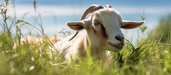 A goat peacefully resting on the grassy lawn featuring plenty of open space for copy space image needs