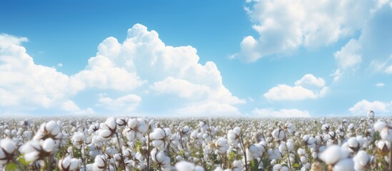 A serene cotton crop landscape with a picturesque blue sky and fluffy white clouds serves as the perfect backdrop for this mesmerizing image. Copyspace image