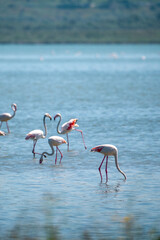 Captivating Flamingo Ballet in Albanian Lagoons