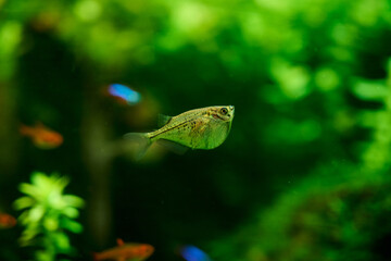 レヴィス・ハチェット